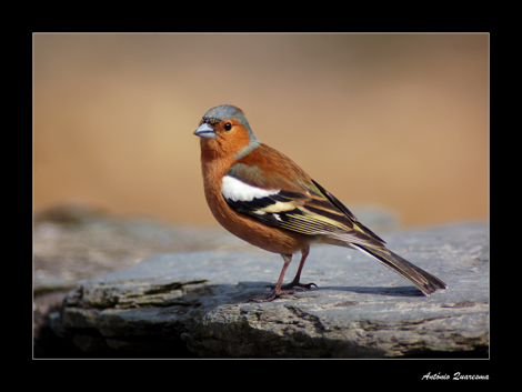 Sul Informação - Fotografias de Natureza do Baixo Guadiana já estão online