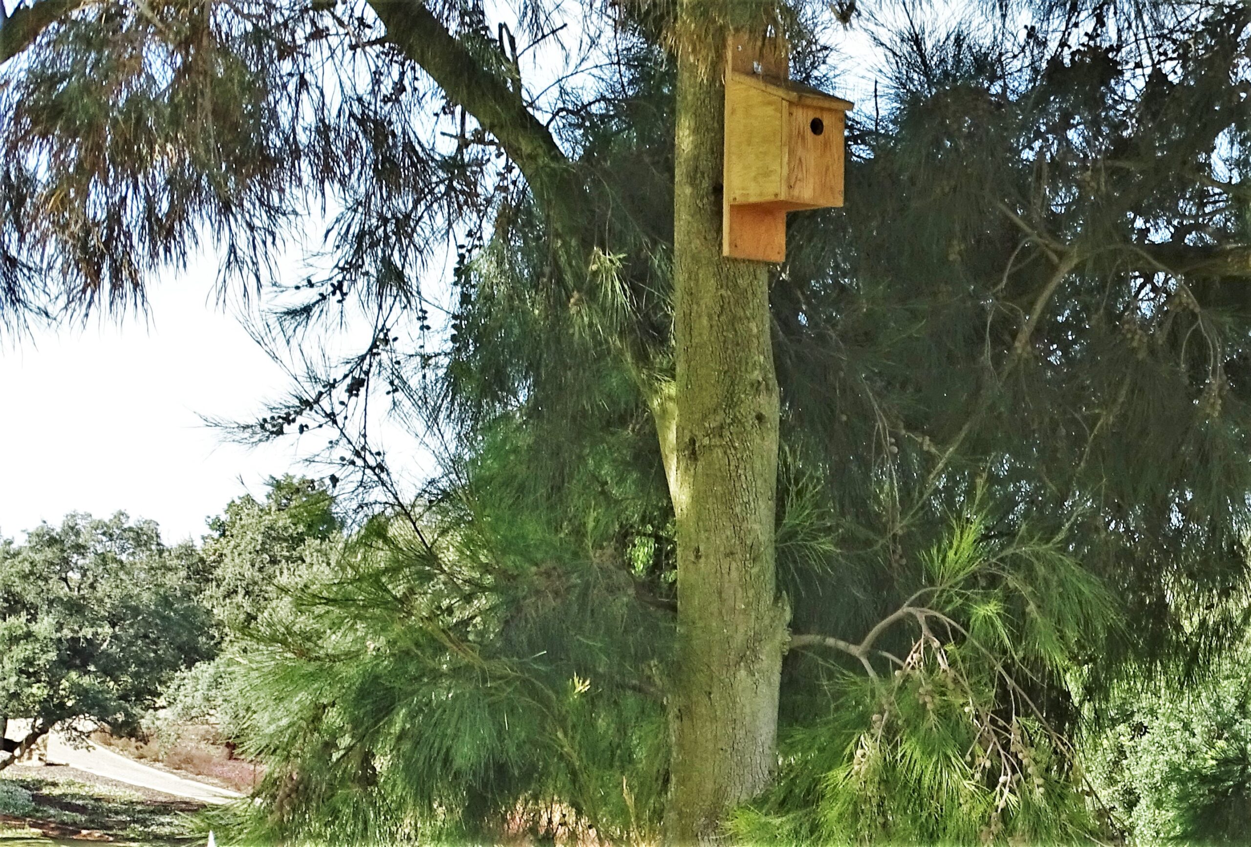 Sul Informação - Vita Nativa já começou a criar “Alojamento Local para Aves” no Algarve