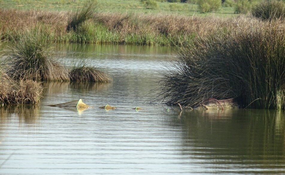 Sul Informação - GNR apreende 19 armadilhas de pesca ilegal na Lagoa dos Salgados