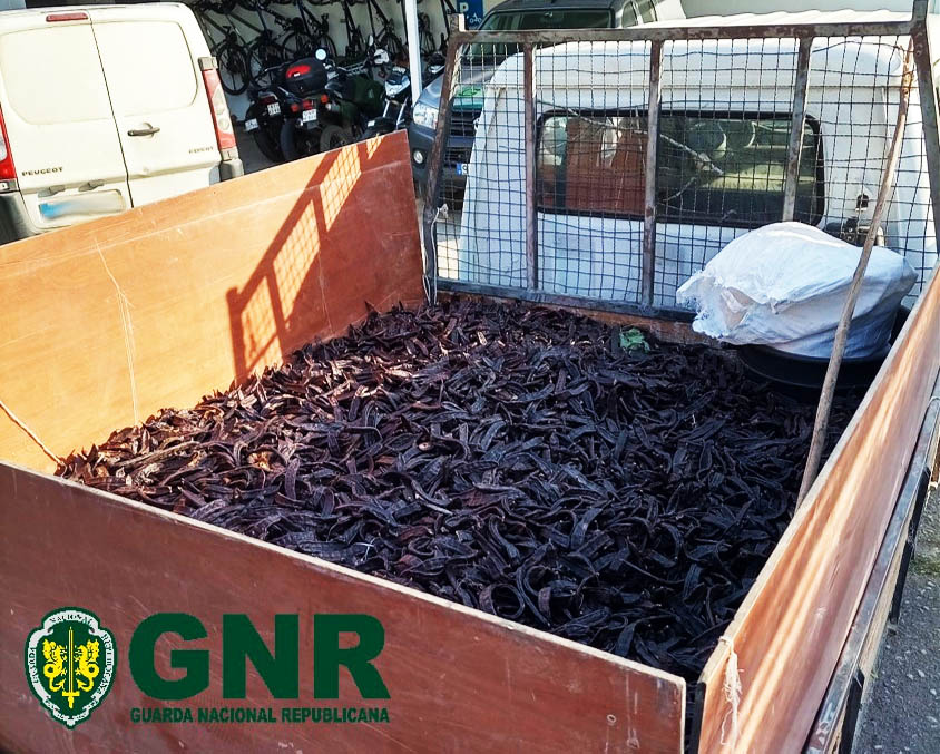 Sul Informação - GNR de Loulé apreende camioneta com 460 quilos de alfarroba furtada
