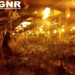 Sul Informação - GNR desmantela estufa de canábis em armazém na zona industrial de Olhão