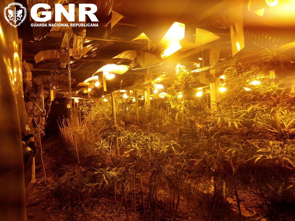 Sul Informação - GNR desmantela estufa de canábis em armazém na zona industrial de Olhão