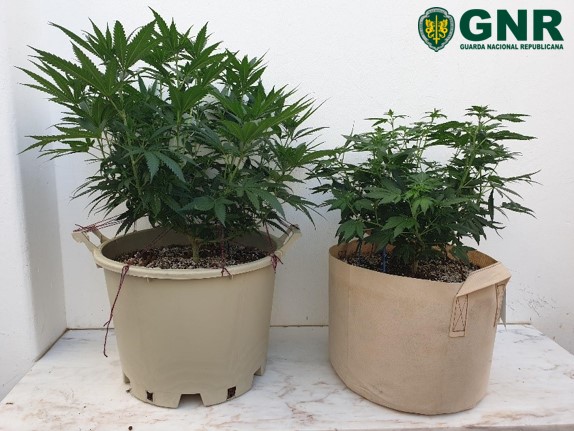 Sul Informação - Transportavam plantas de canábis no banco traseiro do carro e acabaram detidos