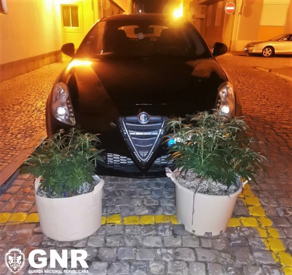 Sul Informação - Transportavam plantas de canábis no banco traseiro do carro e acabaram detidos