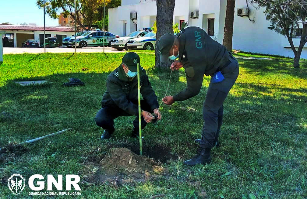 Sul Informação - GNR planta 10 pinheiros-mansos oferecidos pelo ICNF nos seus quartéis algarvios