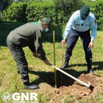 Sul Informação - GNR planta 10 pinheiros-mansos oferecidos pelo ICNF nos seus quartéis algarvios