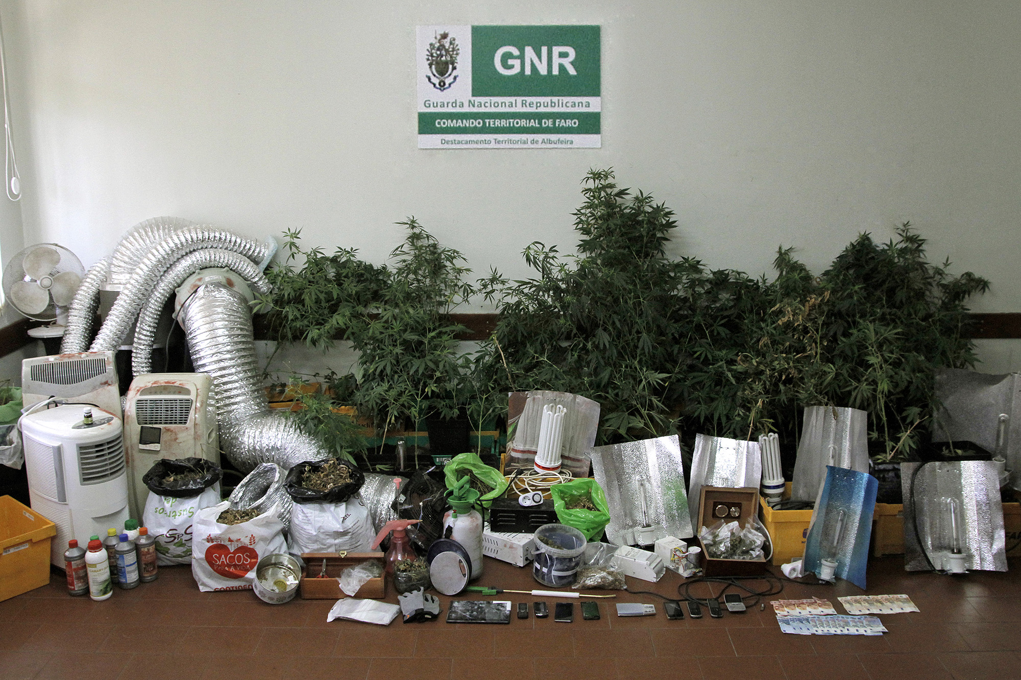 Sul Informação - Albufeira: GNR acode a inundação e encontra estufa de canábis