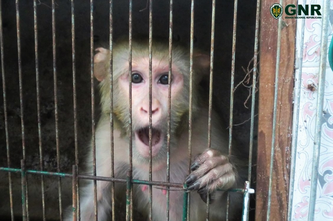 Sul Informação - Pai e filho tinham macaco, aves de rapina e armas em casa em Quarteira