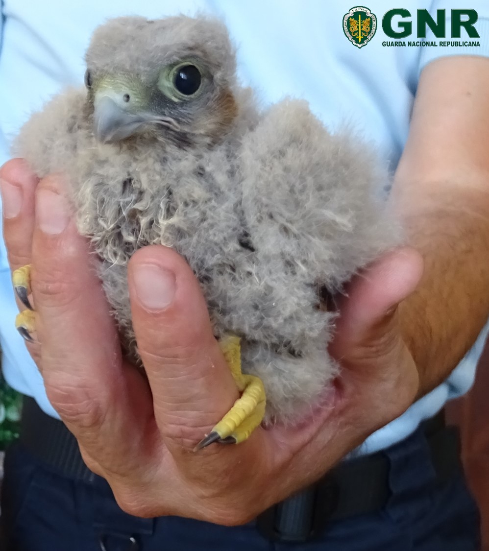 Sul Informação - Cria de falcão debilitada foi resgatada na Praia dos Caneiros