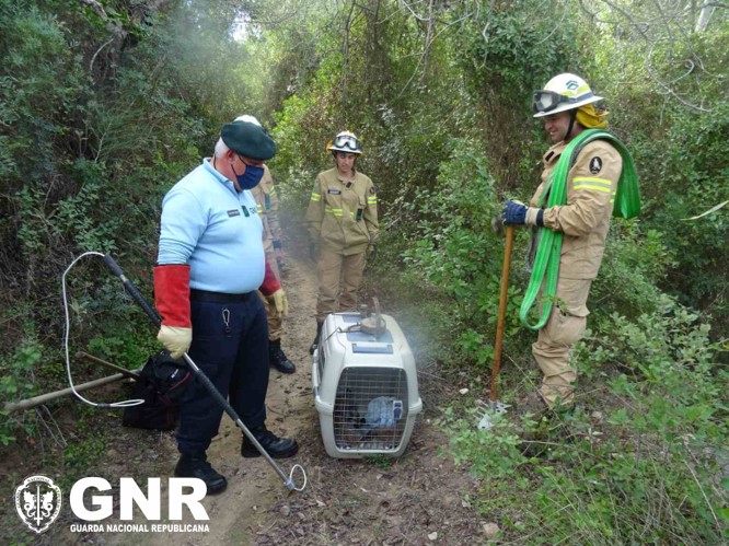 Sul Informação - Raposa ferida foi resgatada de sítio de difícil acesso em Santa Bárbara de Nexe