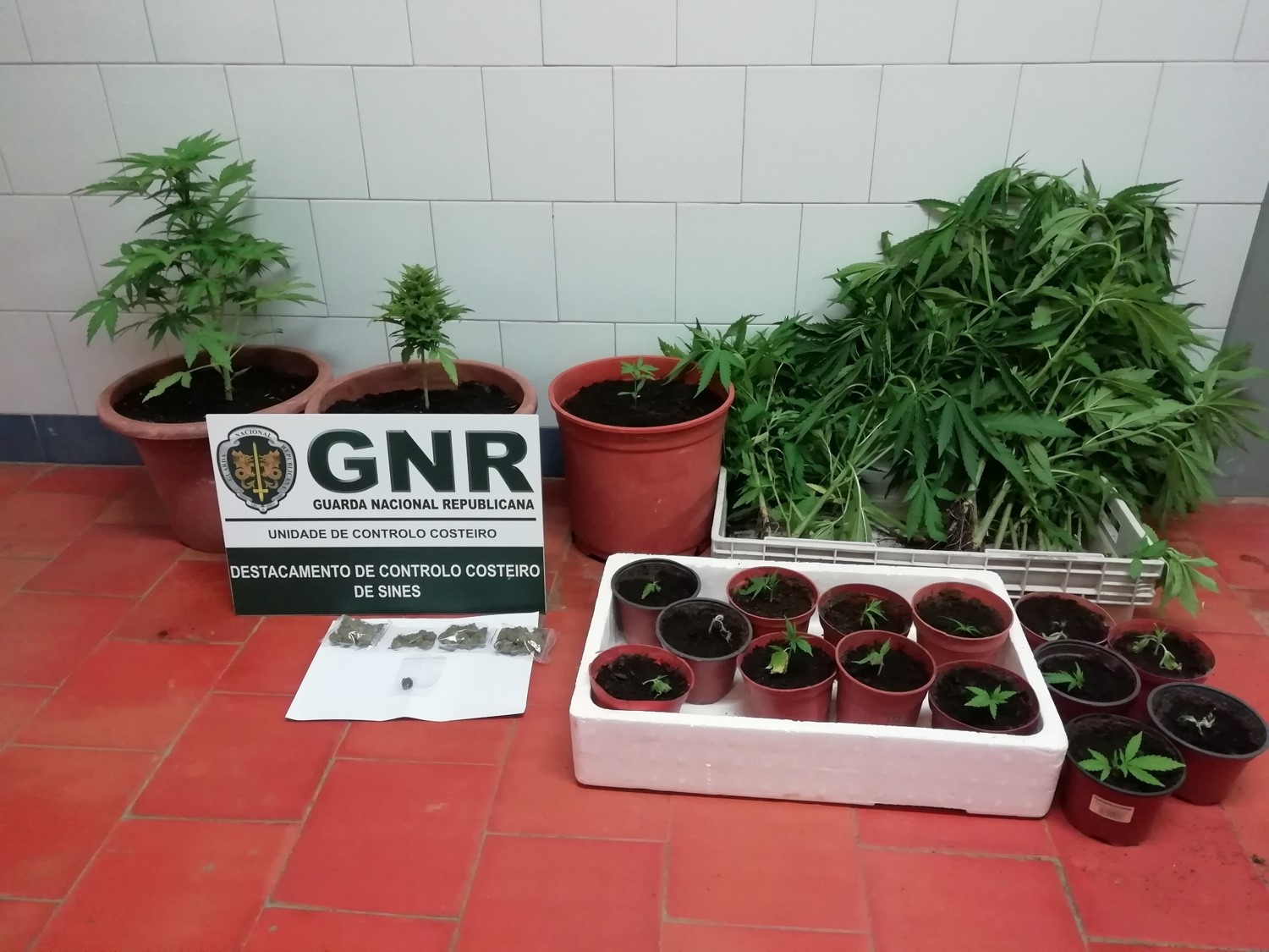 Sul Informação - Detido homem que plantava canábis em Aljezur