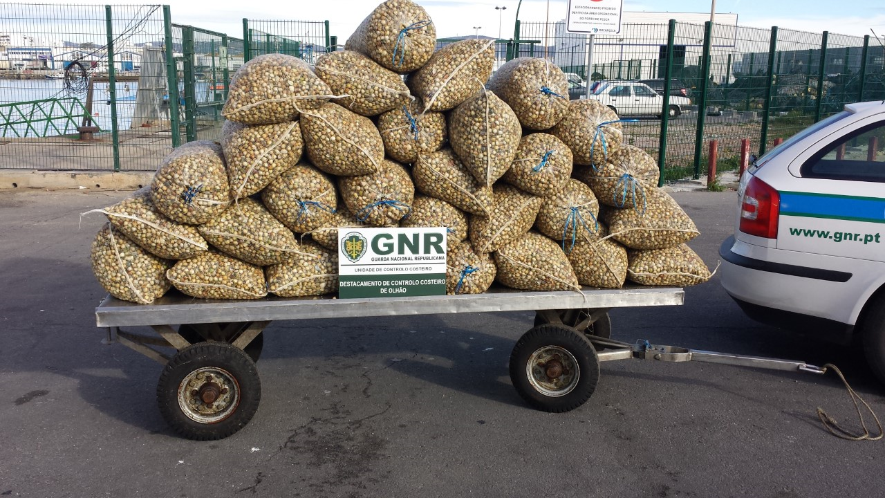 Sul Informação - GNR apreende 940 quilos de berbigão em Olhão