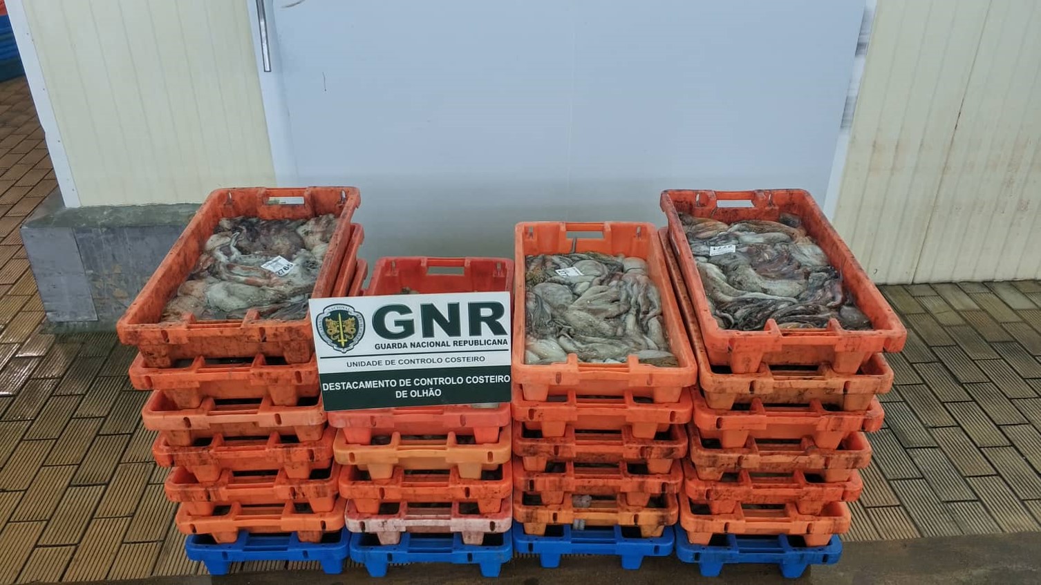 Sul Informação - Olhão: 425 quilos de polvo apreendidos por fuga à lota
