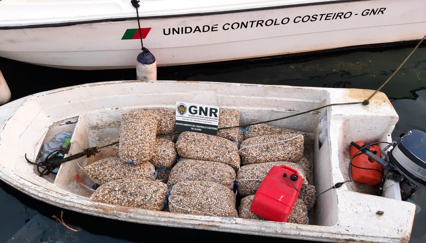 Sul Informação - Duas toneladas de berbigão apreendidas na Ria Formosa