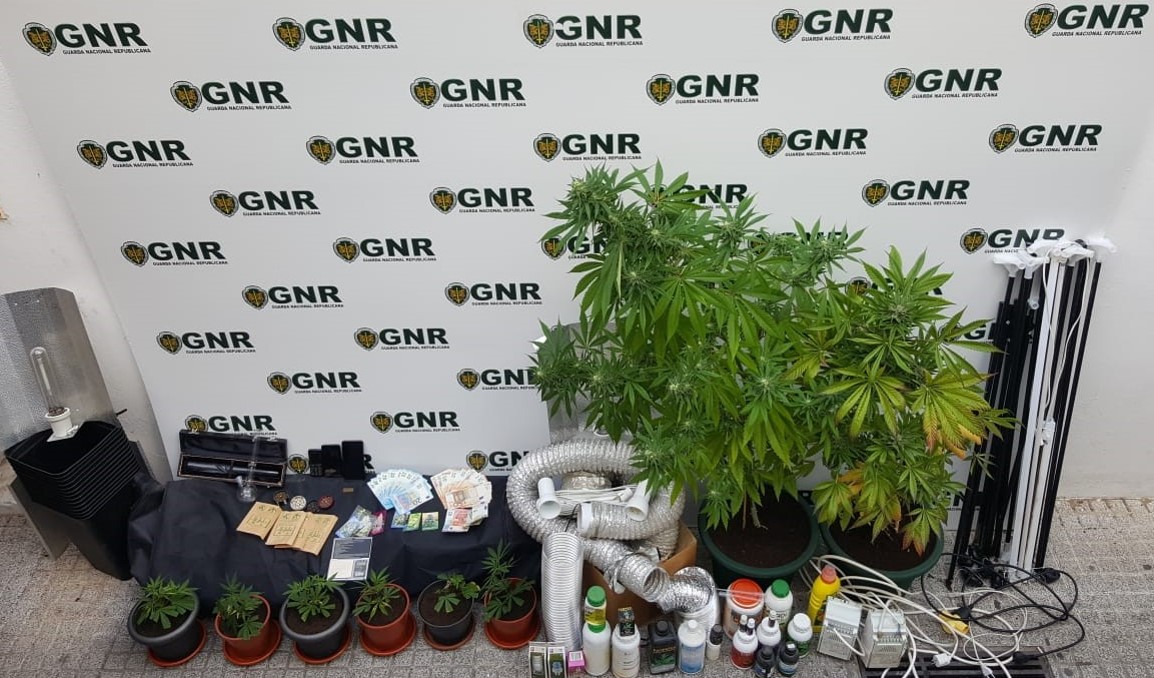 Sul Informação - Desmantelada estufa de canábis em Loulé