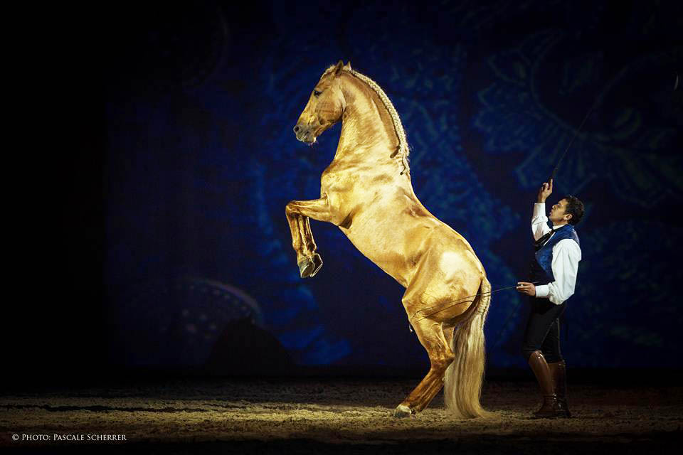 Sul Informação - FATACIL traz grandes nomes internacionais do mundo equestre