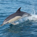 Sul Informação - Empresa Dream Wave avistou oito espécies de cetáceos na costa algarvia em 2016 (com fotos)