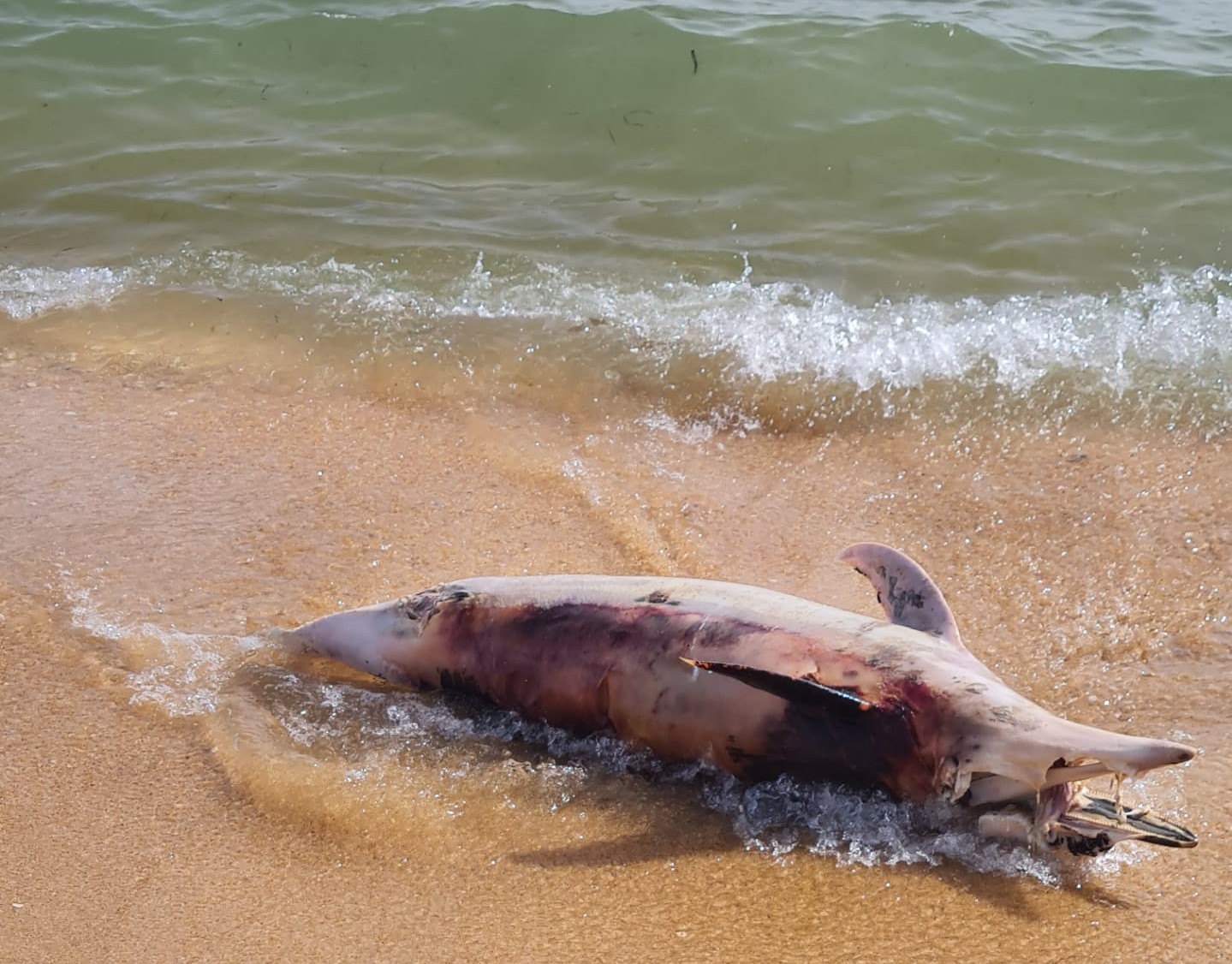 Sul Informação - Golfinho-comum dá à costa na Praia de Faro