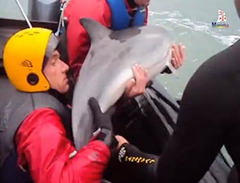 Sul Informação - ISN salva golfinho junto à barra do Tejo (com vídeo)