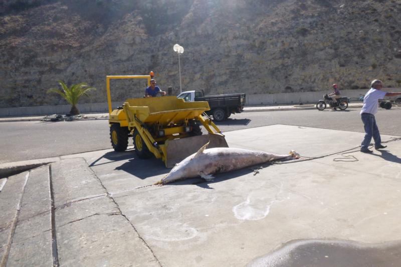 Sul Informação - Golfinho morto retirado da água junto ao Porto da Baleeira em Sagres