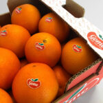 Sul Informação - Frusoal lança marcas Gomo e Biogomo para valorizar sabor dos Citrinos do Algarve