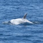 Sul Informação - Empresa Dream Wave avistou oito espécies de cetáceos na costa algarvia em 2016 (com fotos)