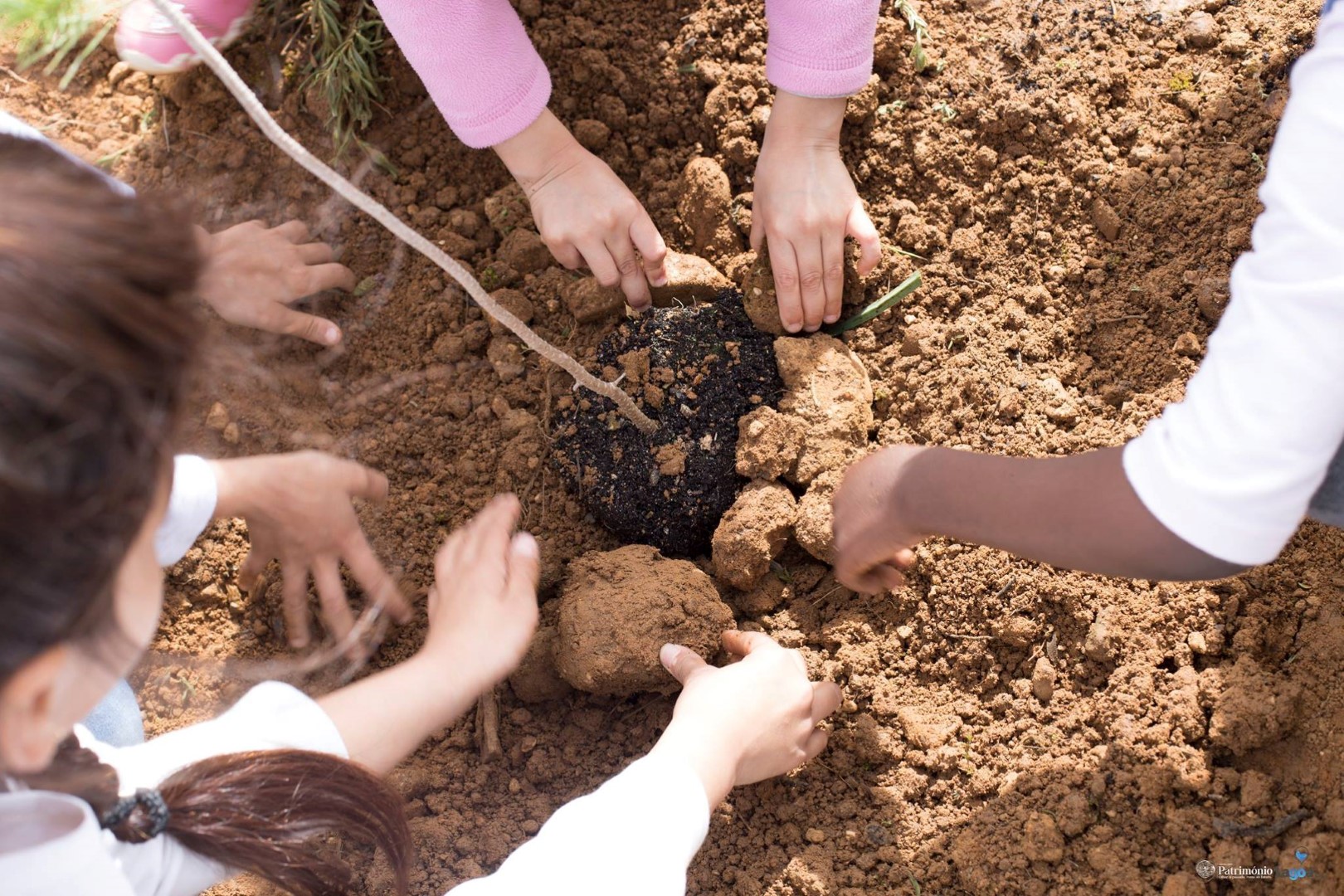 Sul Informação - Alunos do pré-escolar e do 1º ano de Lagoa plantam 320 árvores durante a «Green Week»