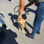 Sul Informação - Faro: Ação verificou bem-estar dos animais de companhia da Horta da Areia