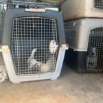 Sul Informação - Faro: Ação verificou bem-estar dos animais de companhia da Horta da Areia