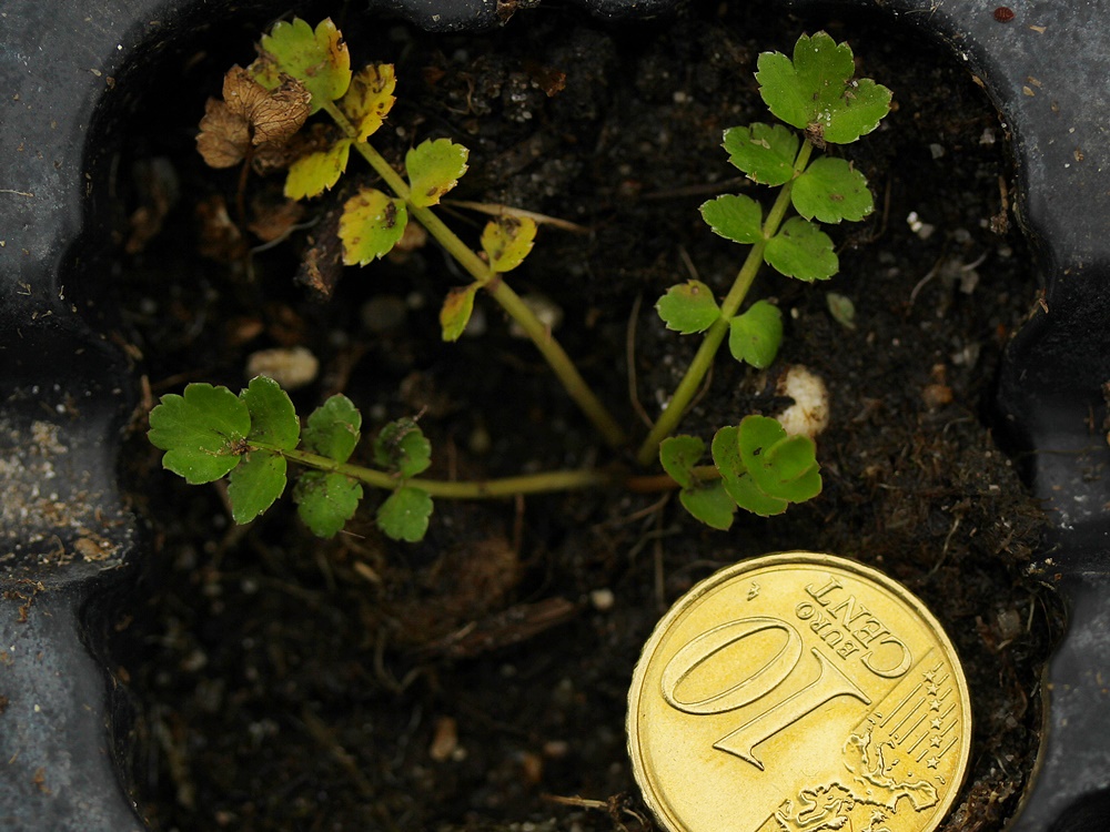 Sul Informação - Investigadora da Universidade de Évora descobre nova espécie de planta