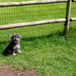 Sul Informação - Hotéis de cinco estrelas no Algarve há muitos, mas este é só para cães