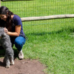 Sul Informação - Hotéis de cinco estrelas no Algarve há muitos, mas este é só para cães