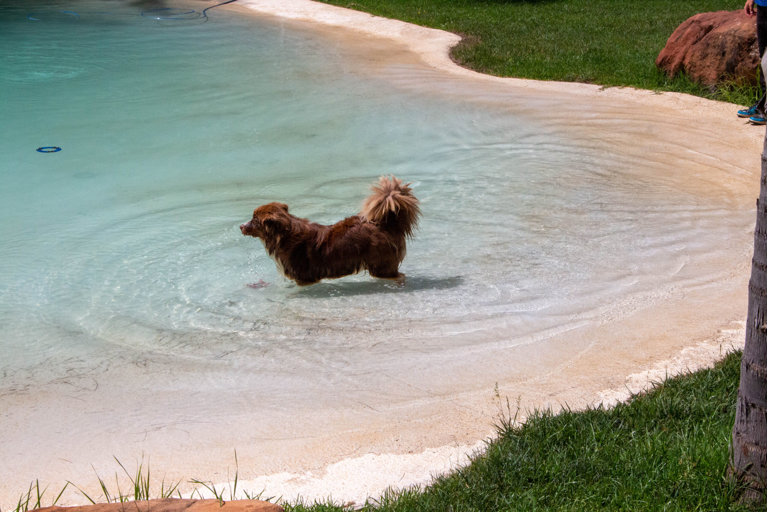 Sul Informação - Hotéis de cinco estrelas no Algarve há muitos, mas este é só para cães