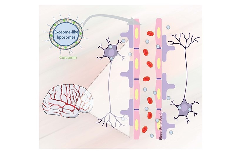 Sul Informação - Criado transportador de medicamentos eficaz para o tratamento de Alzheimer