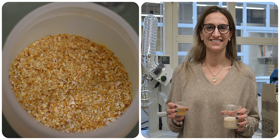 Sul Informação - Cientistas usam cascas de camarão para obter produtos sustentáveis