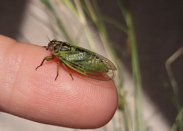 Sul Informação - Ajude os cientistas a descobrir algumas das cigarras menos conhecidas de Portugal