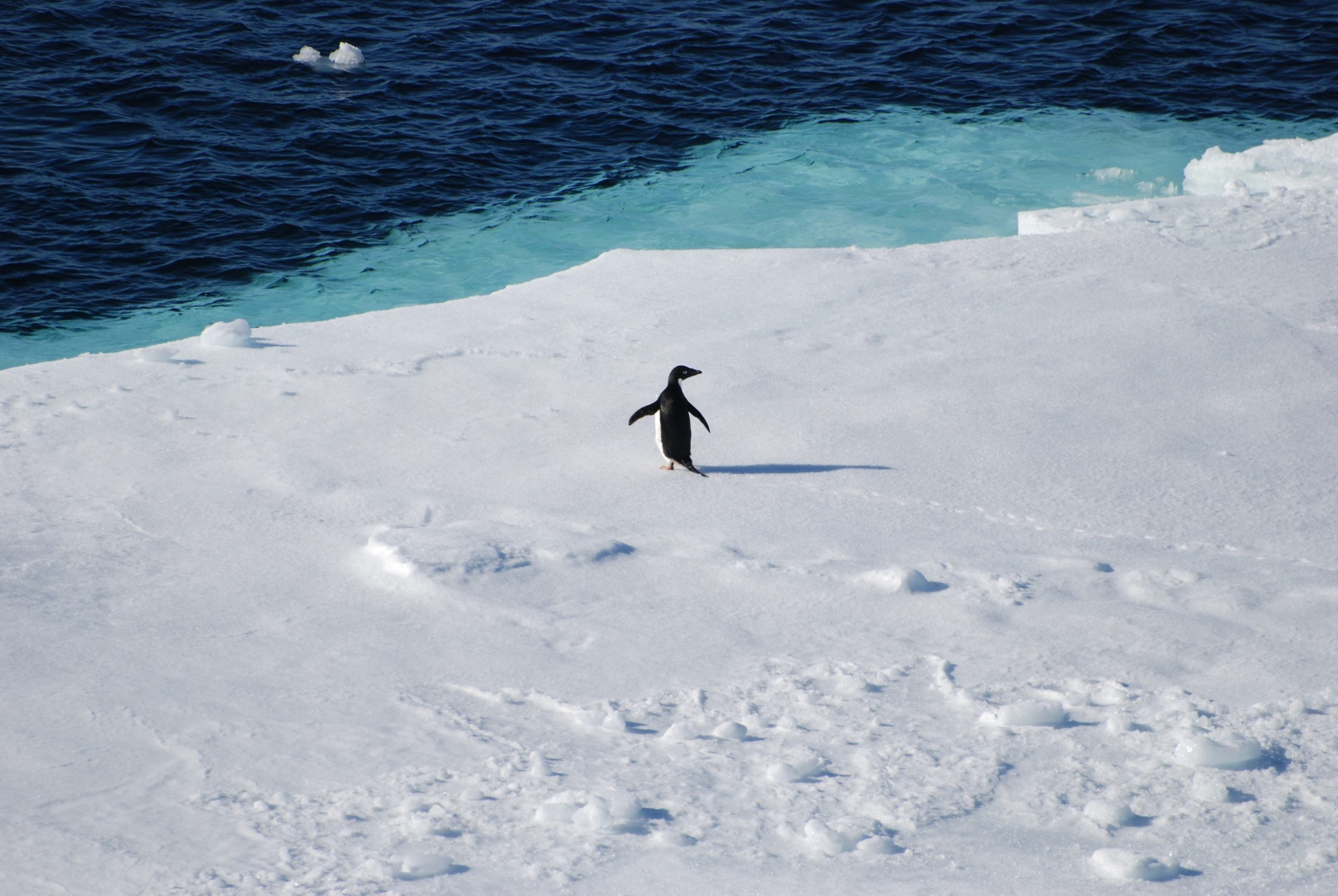 Sul Informação - Estudo liderado por cientistas portugueses revela microplásticos em pinguins da Antártida