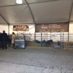 Sul Informação - «Feira do Porco Alentejano tem uma dinâmica muito própria» [com fotos]
