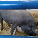 Sul Informação - «Feira do Porco Alentejano tem uma dinâmica muito própria» [com fotos]