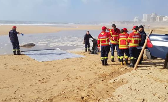 Sul Informação - Golfinho em elevado estado de decomposição retirado da Praia da Rocha