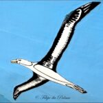 Sul Informação - Imagens de um singular Algarve – Memória das orgânicas embarcações