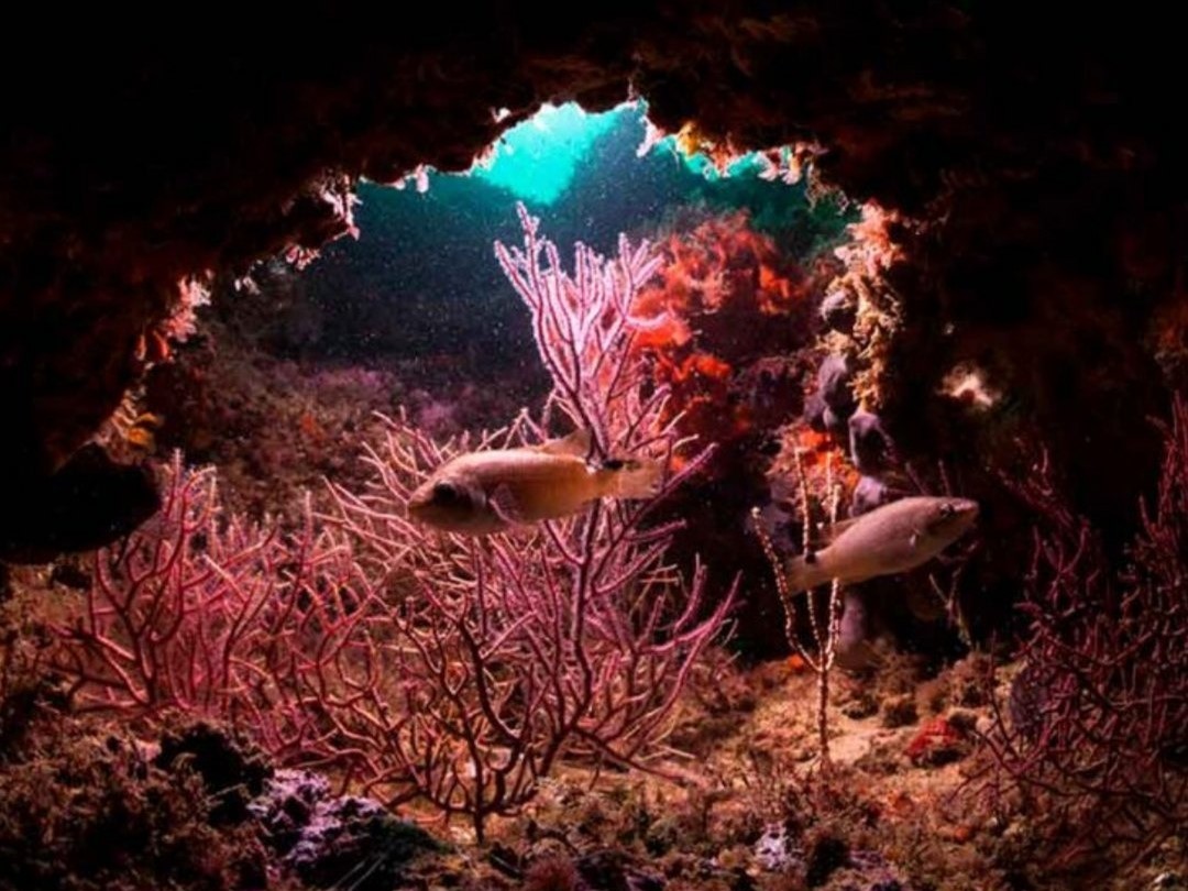 Sul Informação - DGRM fixa critérios para licença de pesca comercial no recife Pedra do Valado