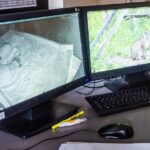 Sul Informação - CNRLI quer mostrar (ainda mais) como está a ajudar a recuperar o lince ibérico
