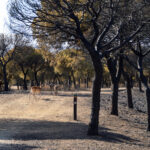Sul Informação - Dominado o incêndio, «é hora de arregaçar as mangas e trabalhar»