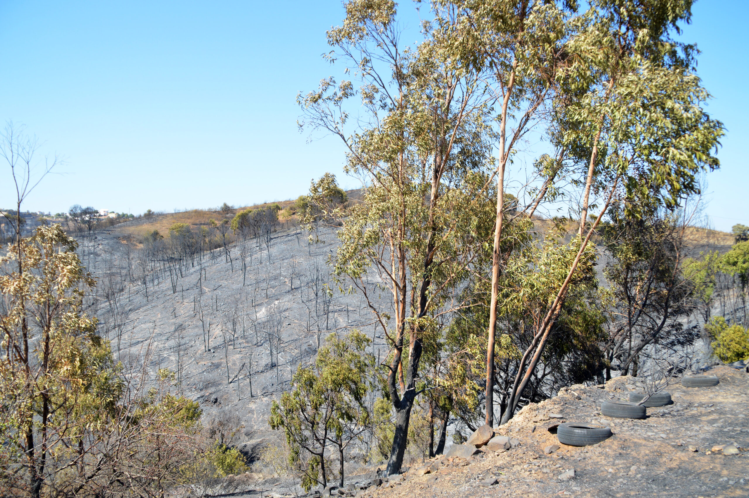 Sul Informação - Incêndio de Castro Marim provocou prejuízos de 2,3 milhões de euros
