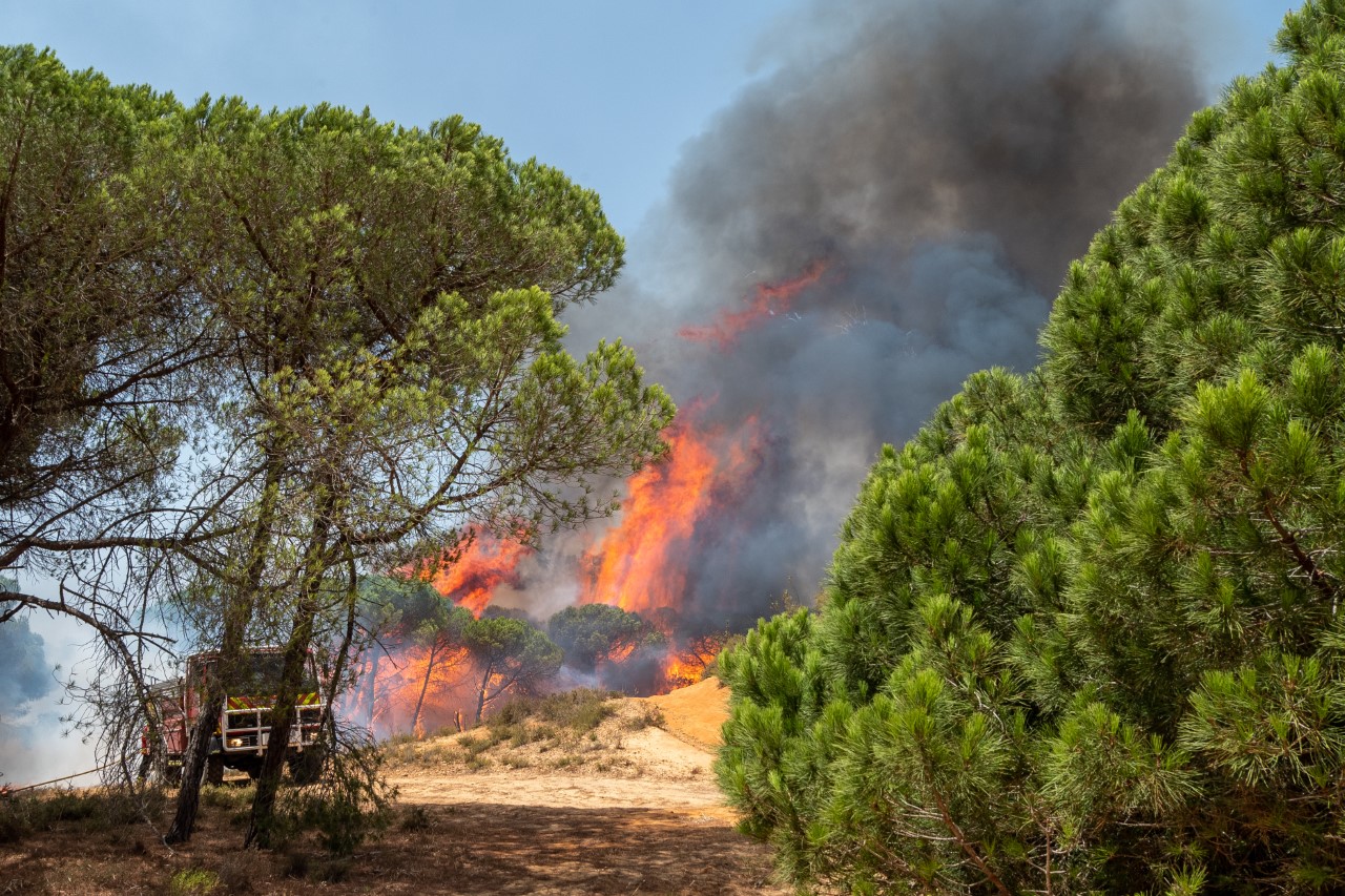 Sul Informação - Incêndio de Gambelas lavra a poucos metros da vedação da Universidade do Algarve