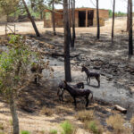 Sul Informação - «Nós estamos cá, mas o fogo destruiu-nos o trabalho de uma vida»