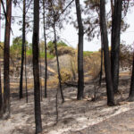Sul Informação - «Nós estamos cá, mas o fogo destruiu-nos o trabalho de uma vida»