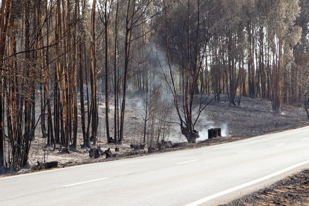 Sul Informação - «Nós estamos cá, mas o fogo destruiu-nos o trabalho de uma vida»