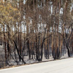 Sul Informação - «Nós estamos cá, mas o fogo destruiu-nos o trabalho de uma vida»